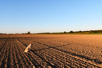 Hund und Lange Schatten von Marcel Ethner