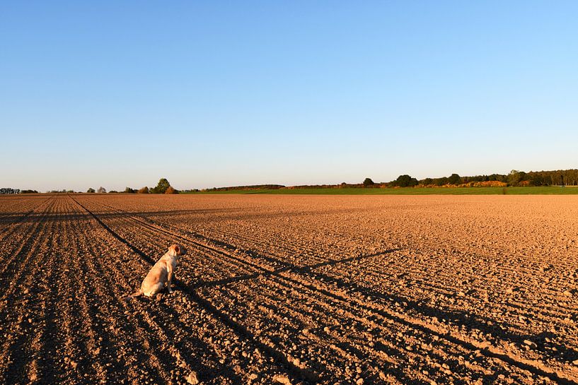 Hond en Long Shadows par Marcel Ethner