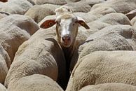Sheep by Norman Krauß thumbnail