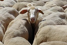 Sheep by Norman Krauß