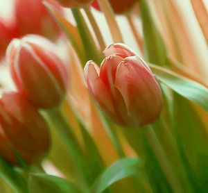 TulpenZeit