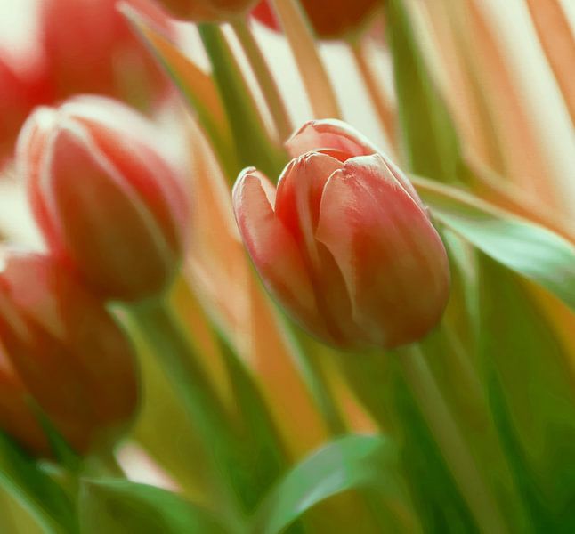 TulpenTijd van Yvonne Blokland