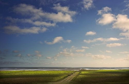 Grazende koeien in de kwelders, provincie Groningen,Nederland