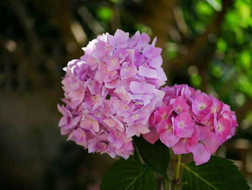 Im Sommer die Hortensien