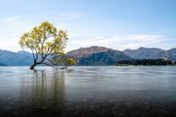 Wanaka tree Nieuw Zeeland van Jelmer Laernoes thumbnail