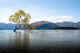 Wanaka-Baum Neuseeland von Jelmer Laernoes