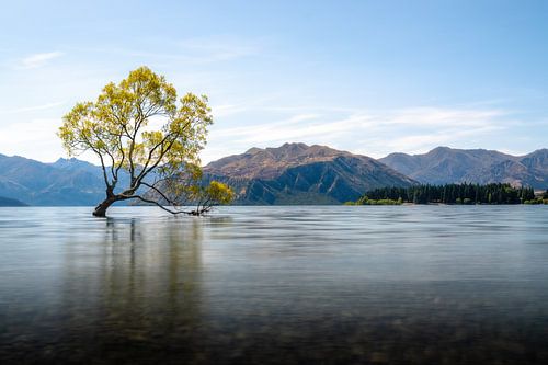 Wanaka tree Nieuw Zeeland