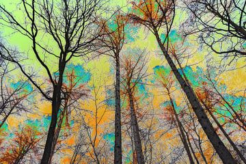 "Forest Sky";