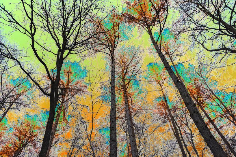 &quot;Forest Sky&quot;; by Ronnie Reul