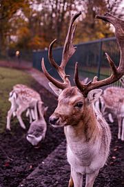 Deer with Character - no. 5 Brave by Deborah de Meijer
