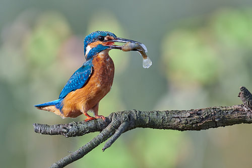 IJsvogel