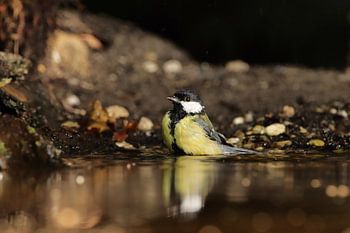 Great tit