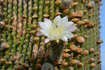 Kaktus mit weißer Blüte, Jardin de Cactus Lanzarote von My Footprints