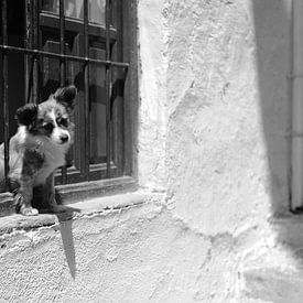 Hond in Malaga Zuid Spanje van Rob van Dam