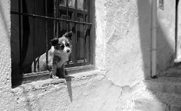 Hund in Malaga Südspanien von Rob van Dam