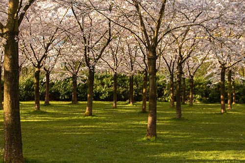 Japanse bloesem in het Amsterdamse Bos.