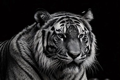 Indringend zwart-wit portret van een tijger.