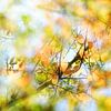 Abstrakter Herbst-Hintergrund, Blick in einen Baum mit buntem Laub von Maren Winter