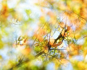 Abstracte herfstachtergrond, blik in een boom met kleurrijk verlof van Maren Winter