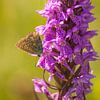 Icarusblauwtje op rietorchis van Margreet Frowijn