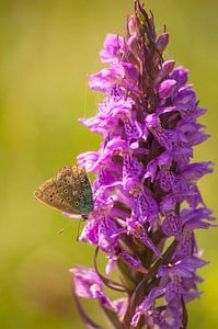 Icarusblauwtje op rietorchis