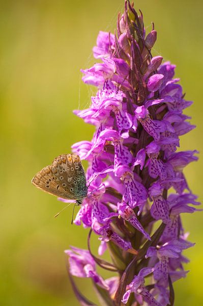 Icarusblauwtje op rietorchis by Margreet Frowijn