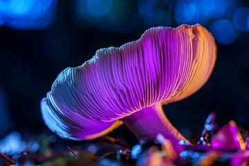 Kleurrijk verlichte paddenstoel in een fantasiebos