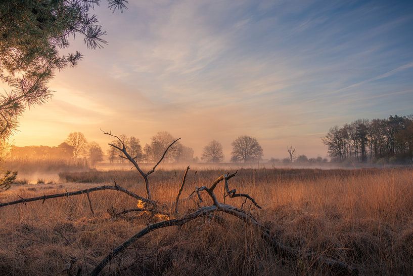 Landscape &quot;Animal on the Dwingelderveld&quot; by Coen Weesjes
