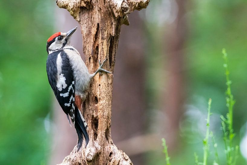 Great spotted woodpecker by Merijn Loch