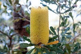 Banksia media, Südliche-Ebenen-Banksia von Richard Wareham