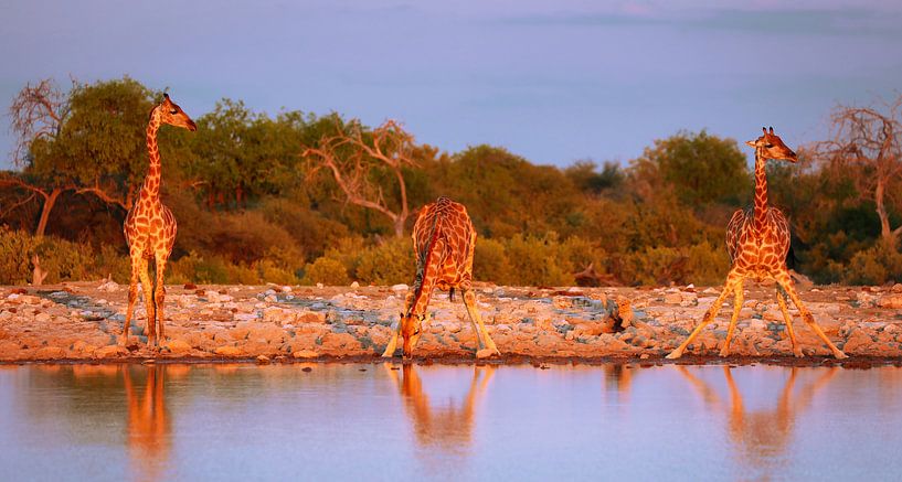 Girafes dans la lumière du soir, Namibie par W. Woyke