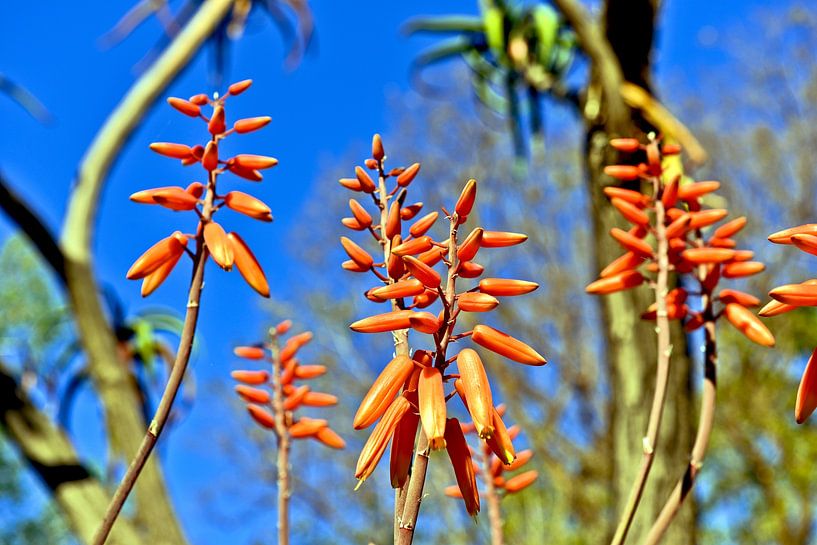 Magische Aloe Vera Blüten von Silva Wischeropp