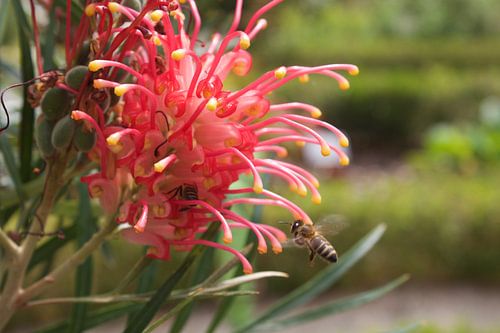 Bloem met bij in de aanval