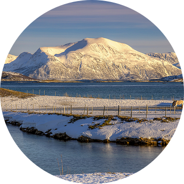 Sommarøya in Winter, Noorwegen van Adelheid Smitt