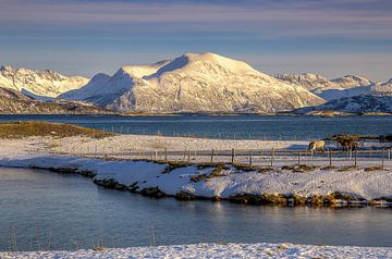 Sommarøya in Winter, Noorwegen van Adelheid Smitt