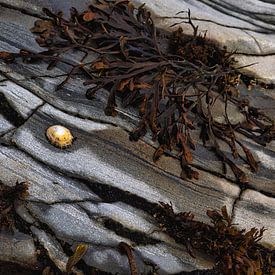 Abstakte mit Muscheln und Algen auf Felsen. von Anneke Hooijer