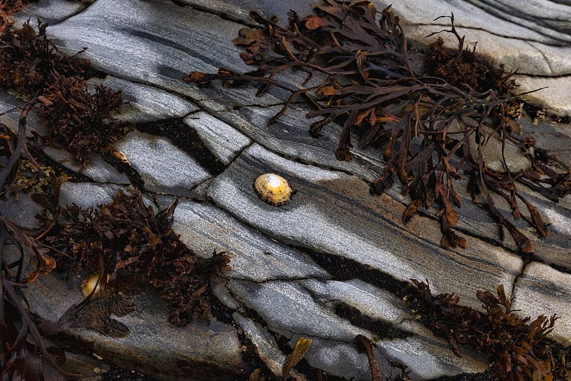 Abstakte mit Muscheln und Algen auf Felsen. von Anneke Hooijer