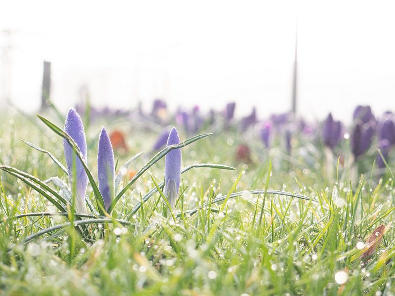 Frühlingsgefühle von snippefotografie