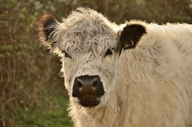 Porträt eines Galloway-Rindes