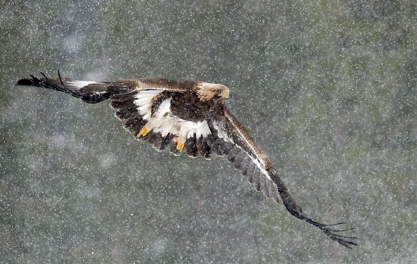Golden Eagle flying through snow by AGAMI Photo Agency