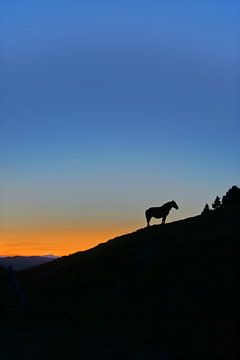 Paard op berg van Paul Schrandt