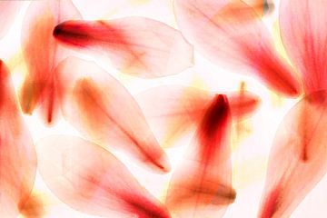 multiple exposure magnolia petals abstraction over each other by Dieter Walther