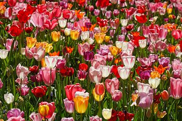 Colourful flowering tulips