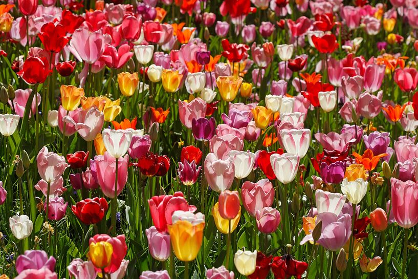 Colourful flowering tulips by Torsten Krüger