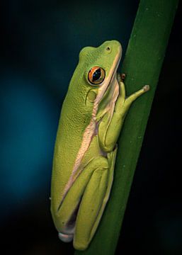 La rainette verte sur Hennie Zeij