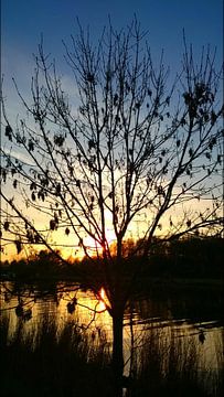 Boom bij zonsondergang / tree at sunset van Fleur Ruygh