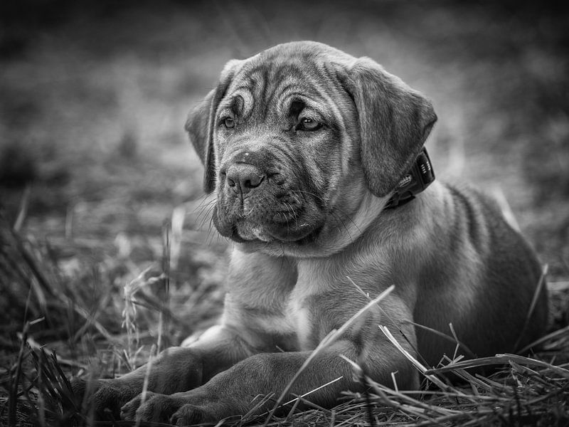 Chiot par Rob Boon