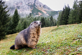 Alpine marmot
