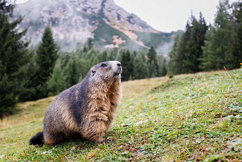 Marmotte des Alpes