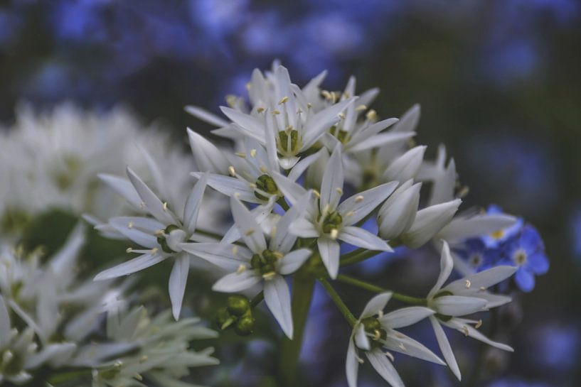 fleurs d'ail sauvage par Christine Nöhmeier